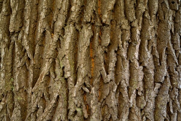 Écorce texturée d un grand arbre