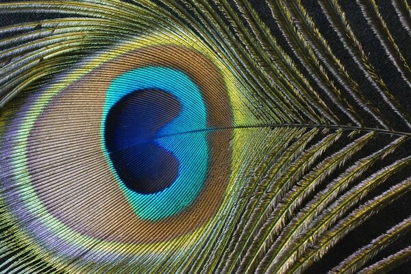 Peacock feather with bright blue eye