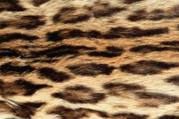 La pelliccia di leopardo brilla al sole