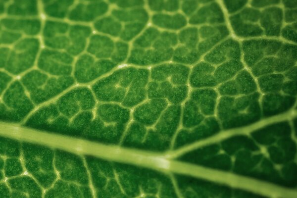 Macro approximation d une feuille verte