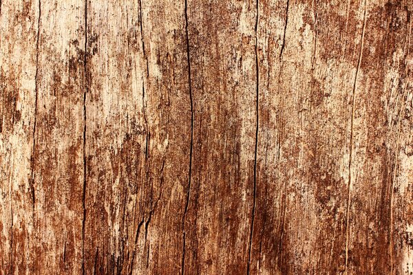 Texture en bois sous le chêne