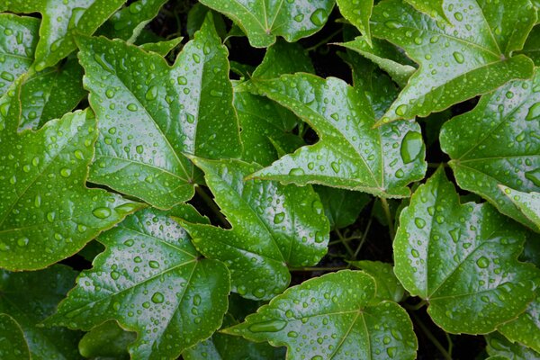 Background of leaves with morning dew