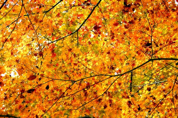 Muy hojas ramas árbol