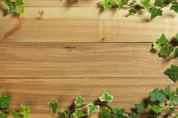 La hiedra verde serpentea a través de la textura de madera