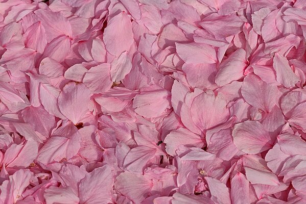 Lots of pink flower petals , macro