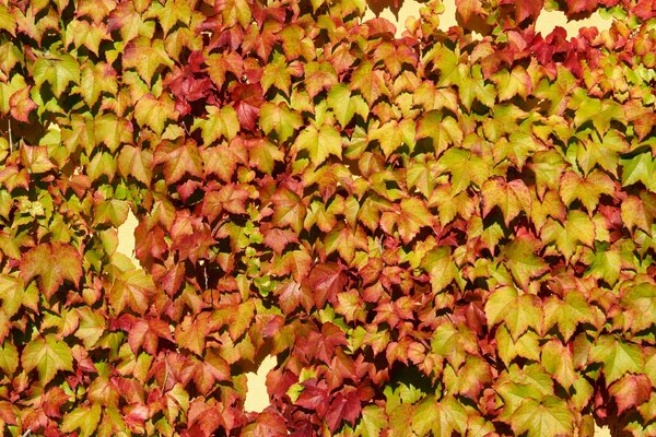 Image of autumn bright yellow leaves on the wall, maple leaves