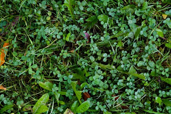 Trifoglio verde e foglie di tarassaco