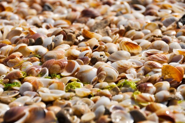 Muschelstrand mit Algen in Makroaufnahmen