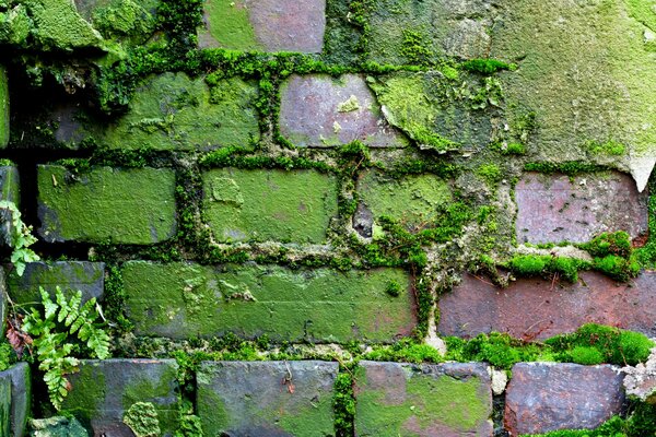 Image of an old brick wall with bright greenery