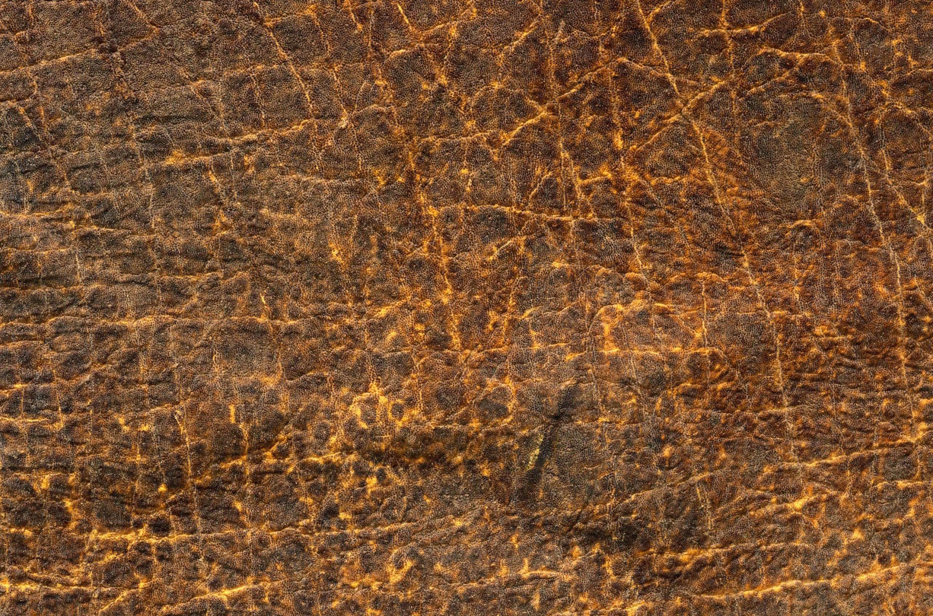 texture peau veines vinaigrette texture animale fond d écran