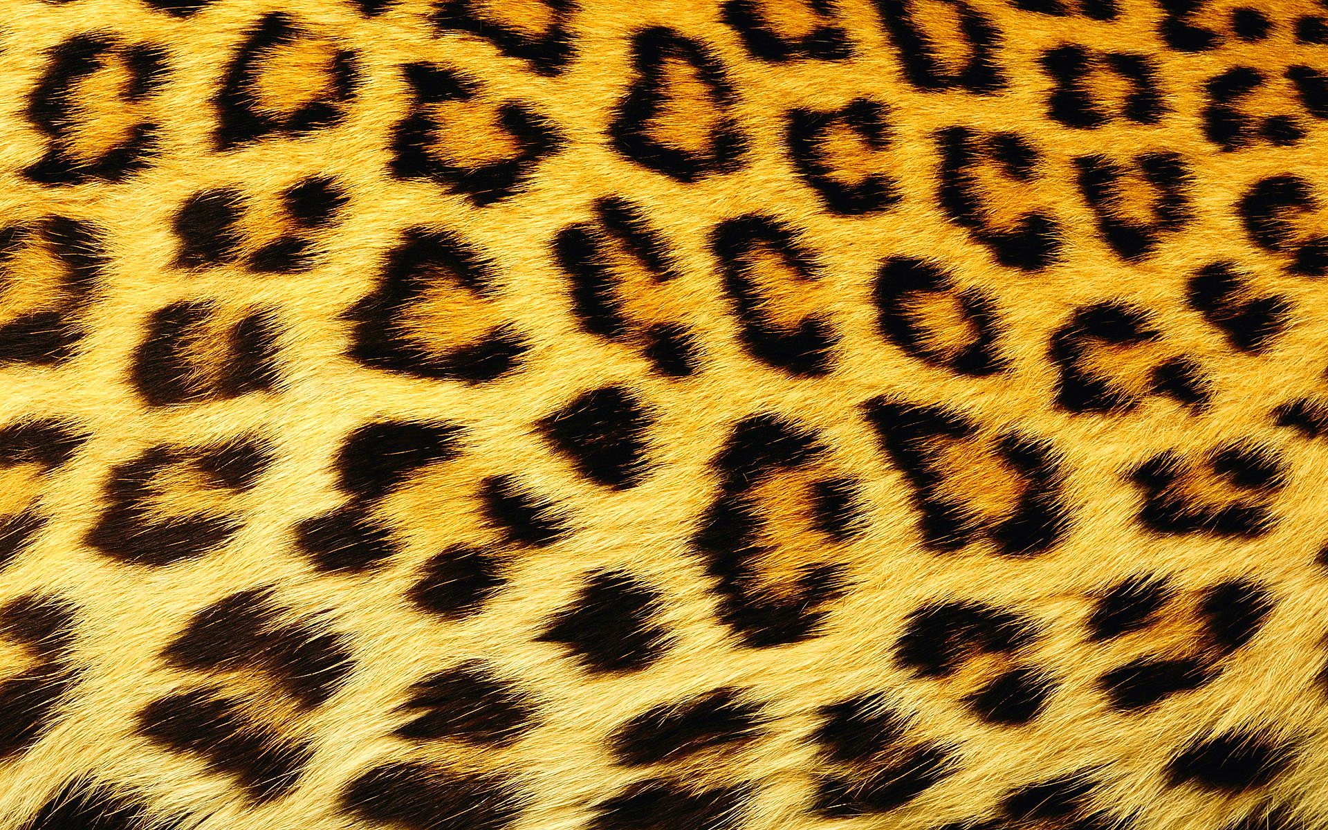 pots leopard wool texture