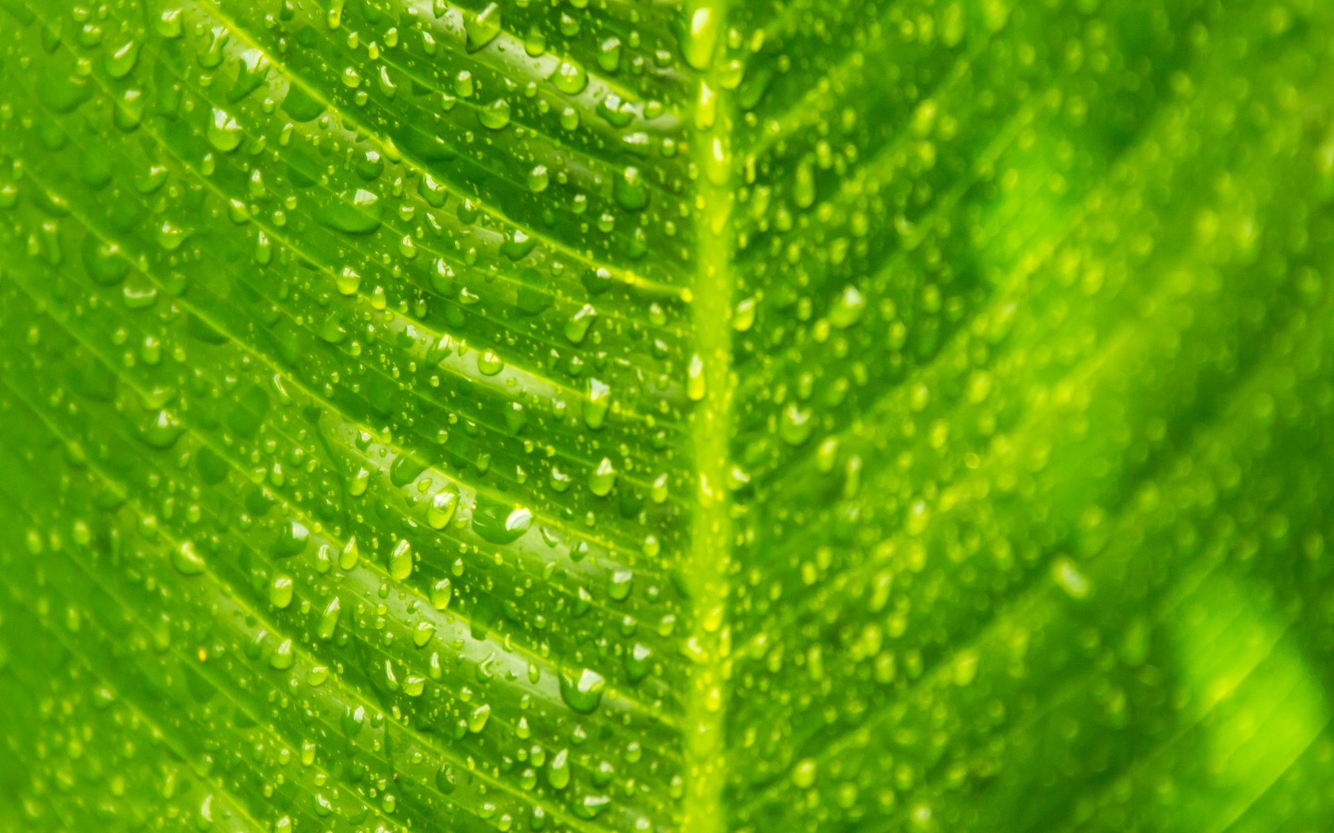 heet green drops close up streak