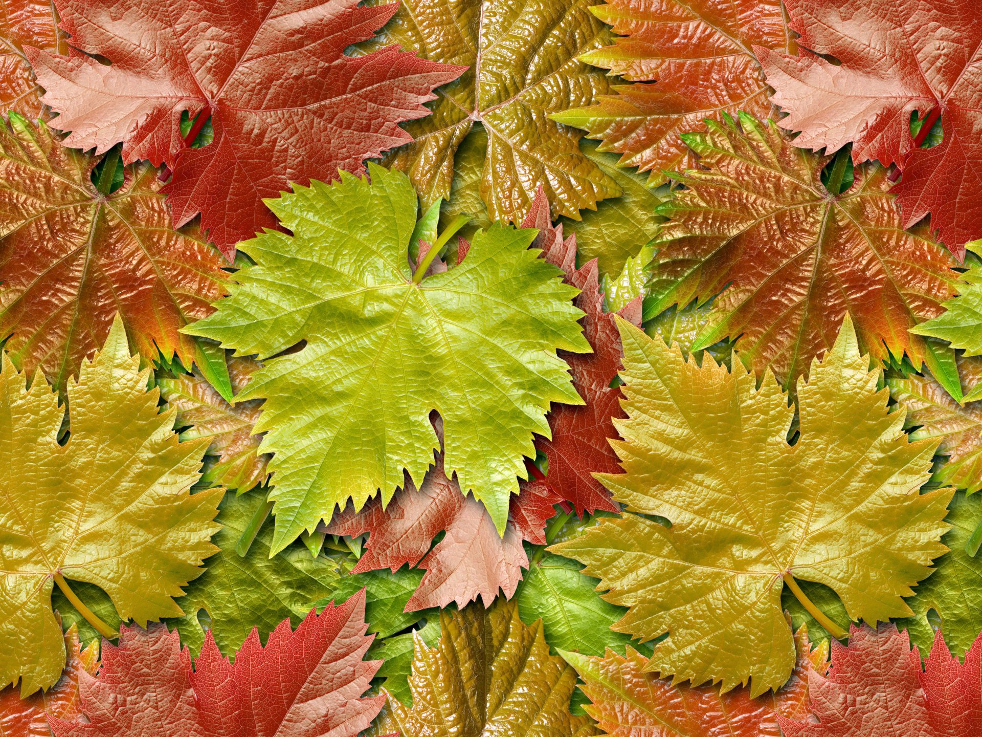 leaves grapes autumn