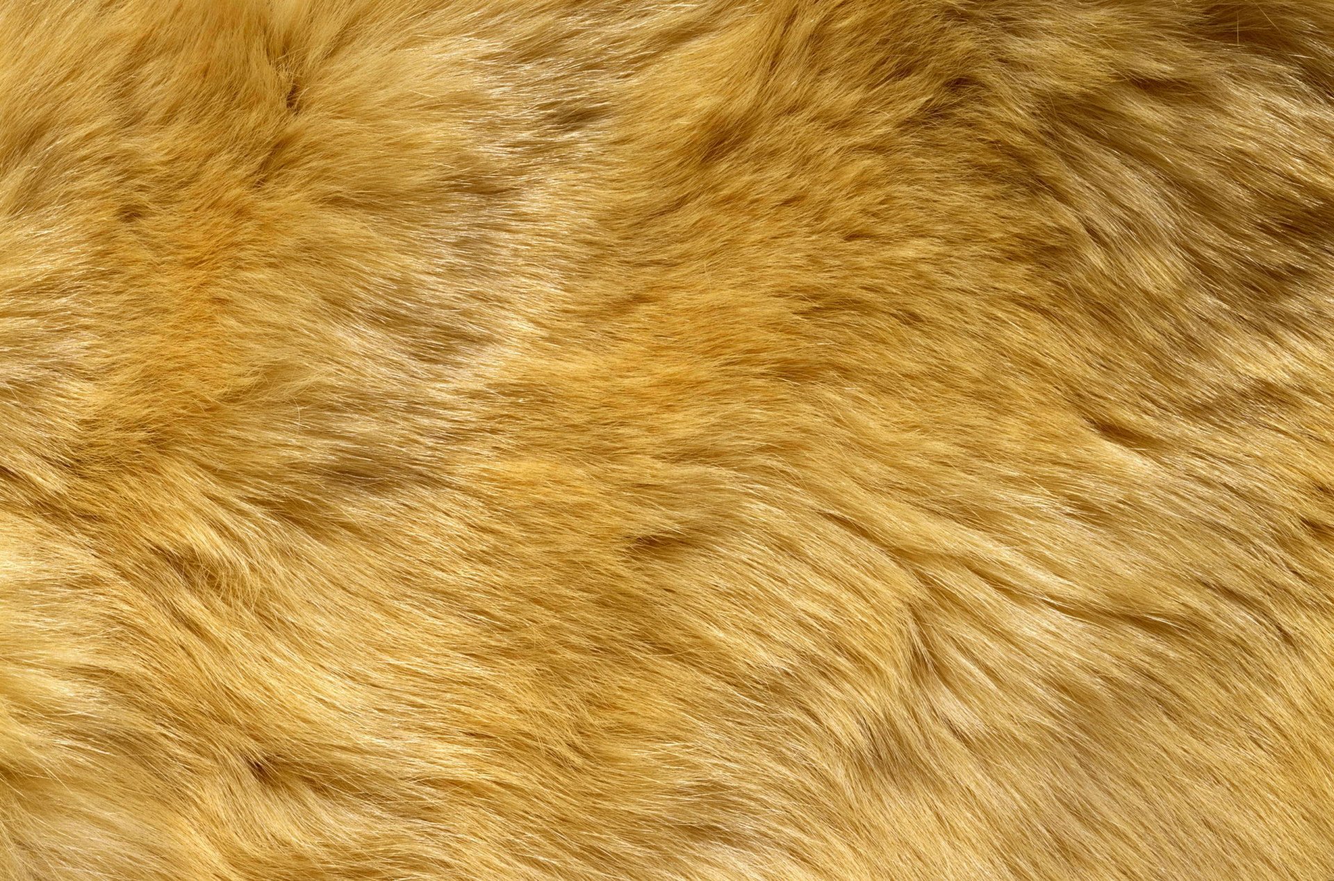 textures fur animal texture desktop background