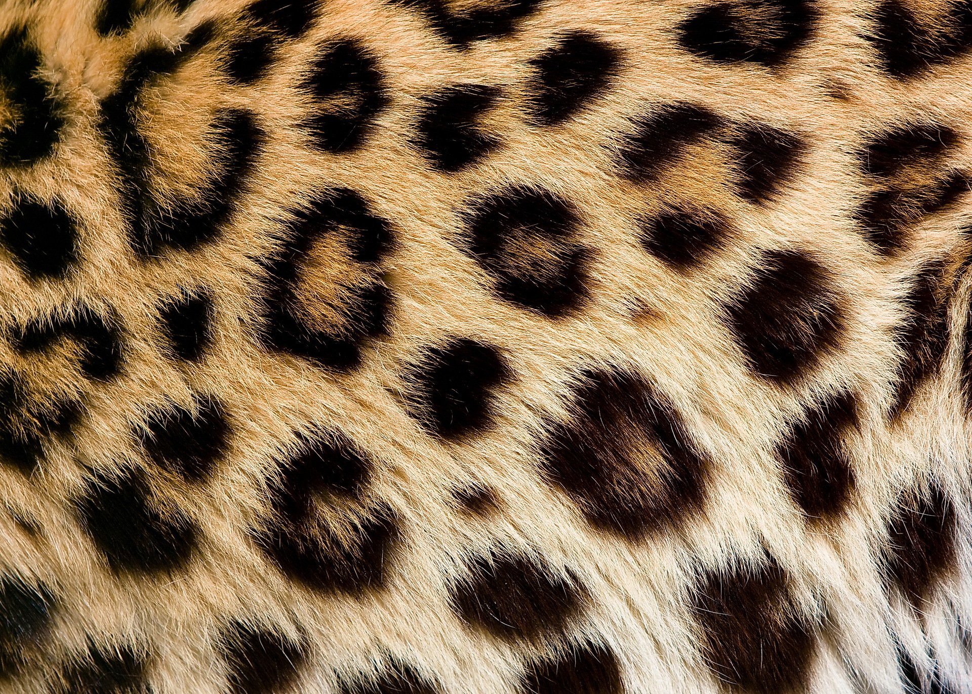 leopard fur wool spots texture