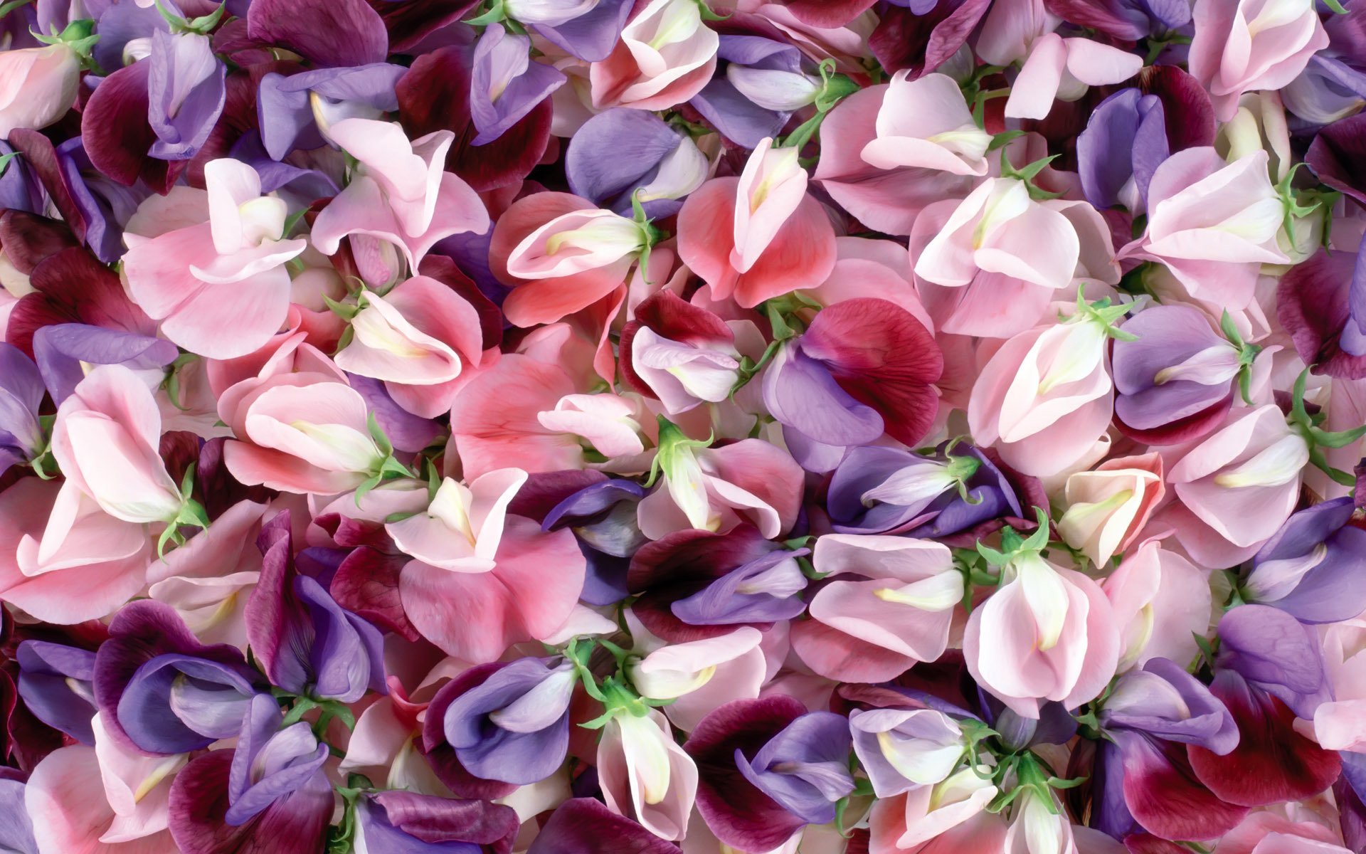 textures flower saver close up color