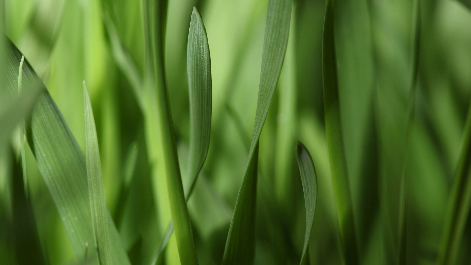 grass leaves close up strips green narrow