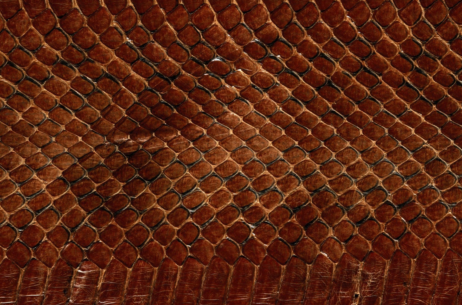 textura piel escamas de serpiente textura animal fondo de trabajo