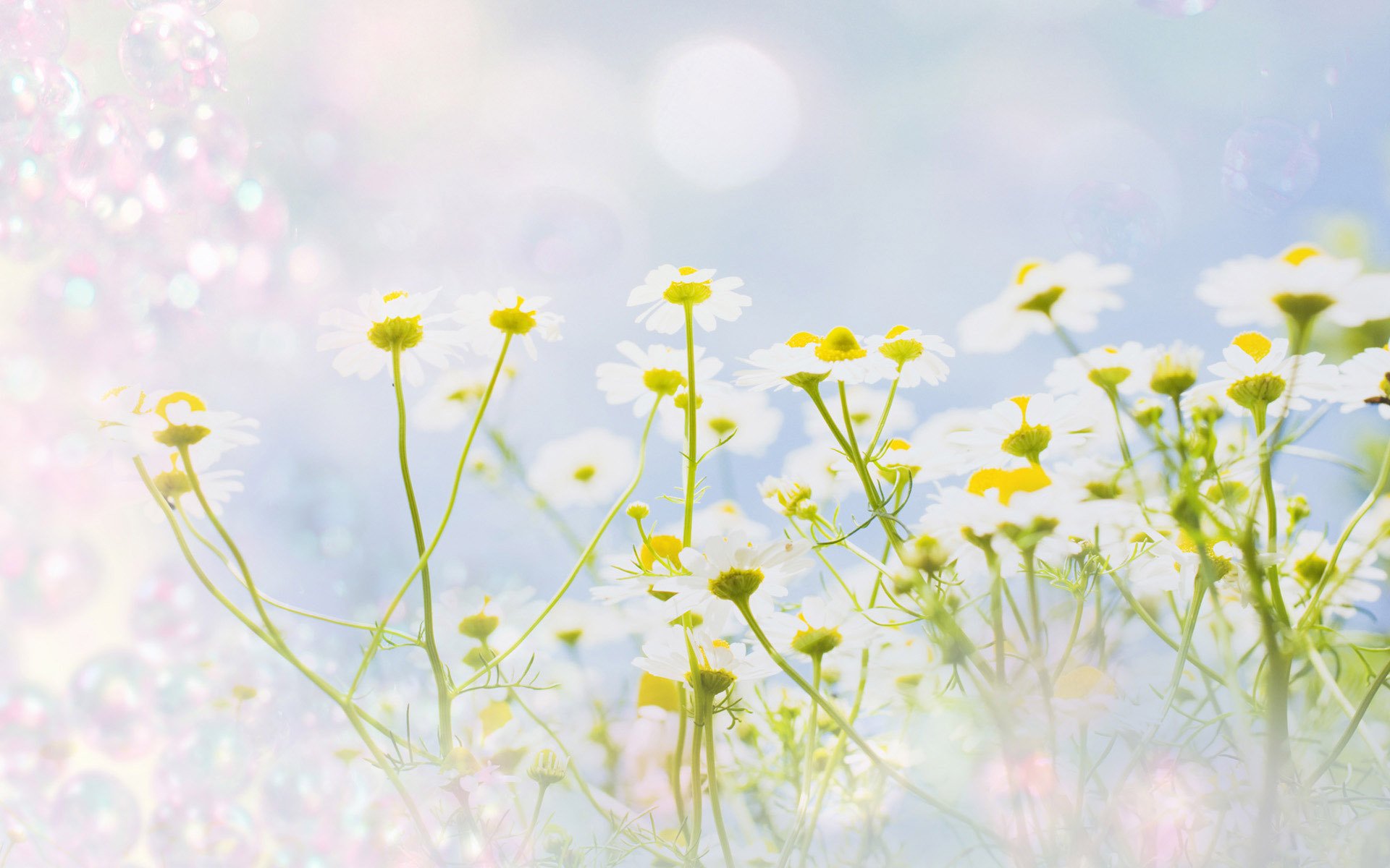 textures chamomile flower