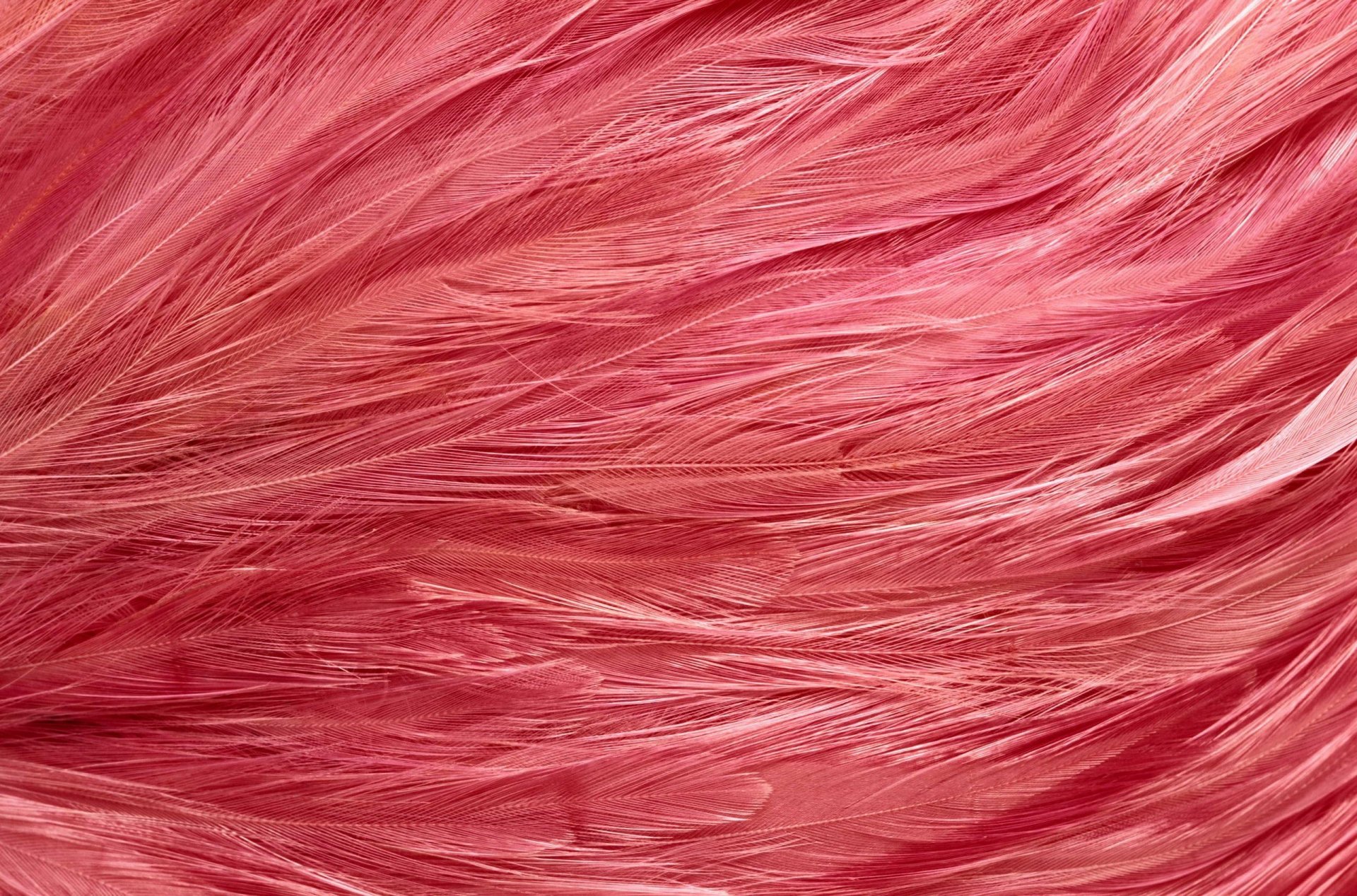textur federn rosa flamingo arbeitshintergrund