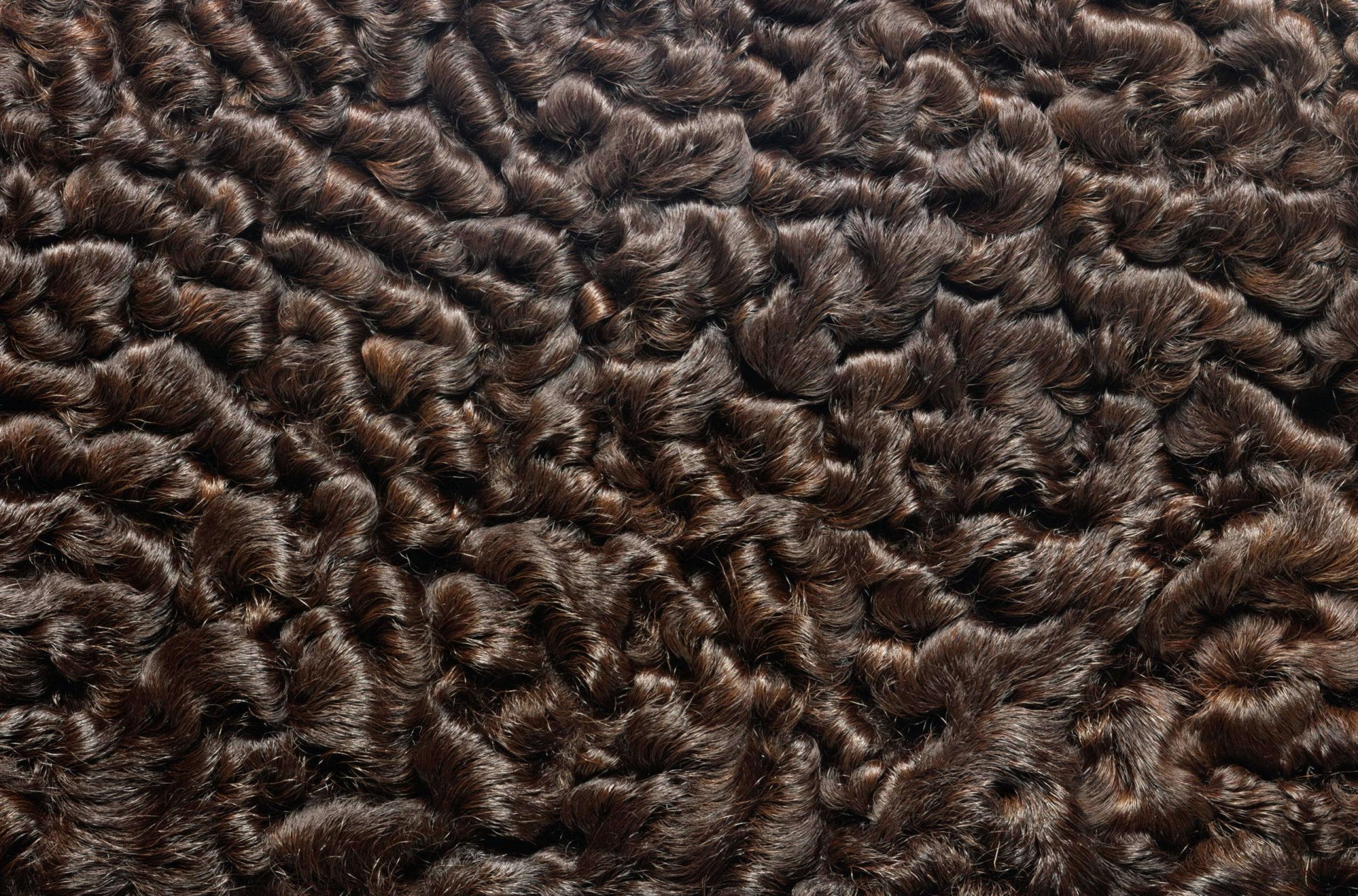 texture pelliccia texture animale sfondo sul lavoro