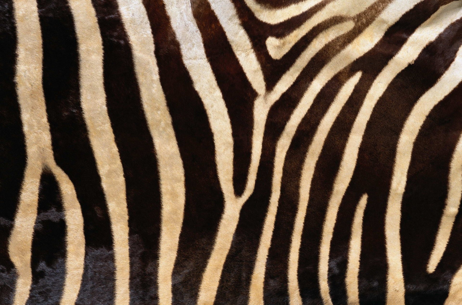 texture fourrure texture animale fond d écran