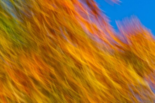 Texture de fleurs jaunes et bleues