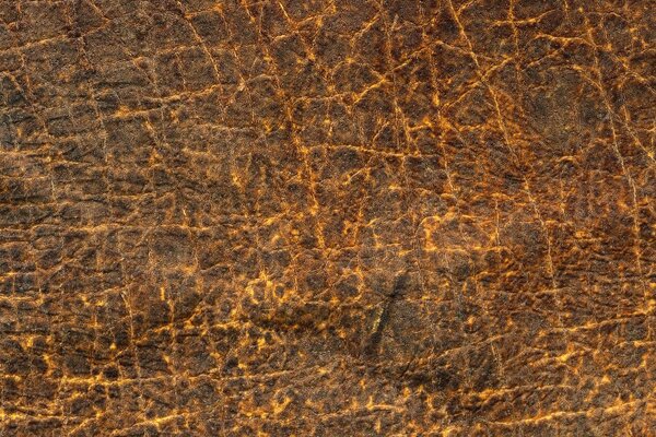 Texture de peau d animal avec des veines
