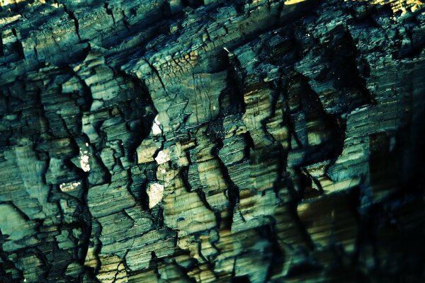 Struttura della corteccia d albero