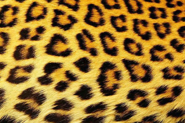Lana testurizzata con macchie di leopardo