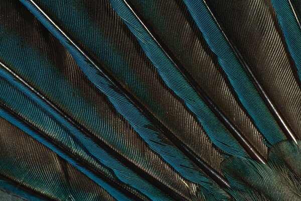 Hermosas plumas de pavo real en el fondo