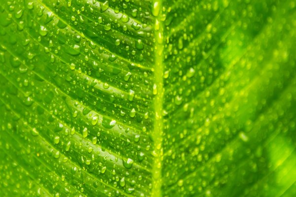 Dew drops on a green leaf