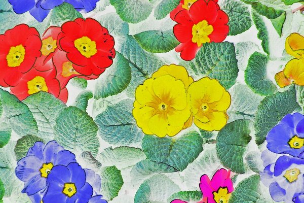 Texture pattern of multicolored flowers