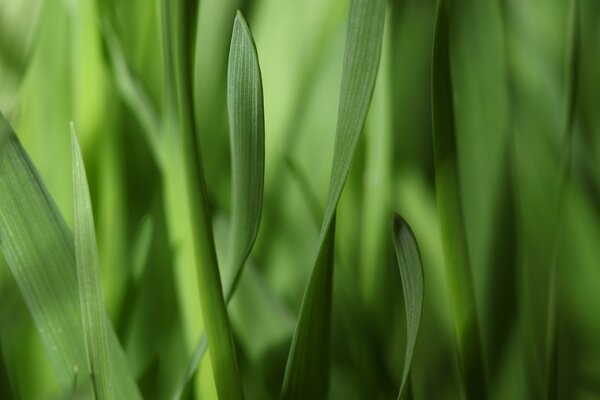 Fond d herbe en prise de vue macro
