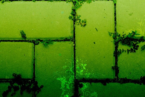 Plants in the seams of paving stones in green light
