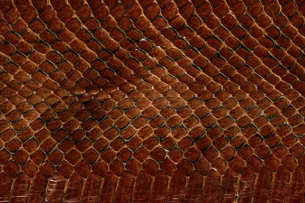 Fondo de Escritorio escamas de serpiente