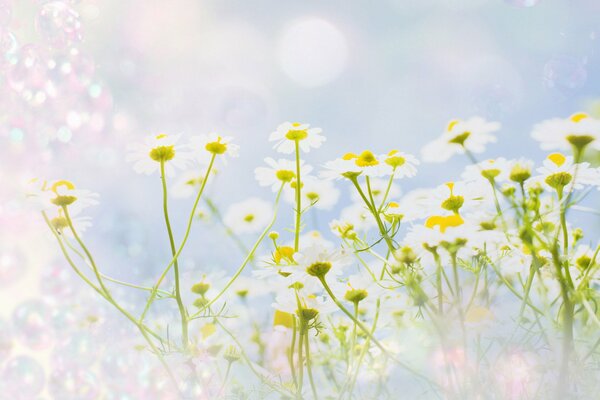 Fleurs de camomille sur fond texturé