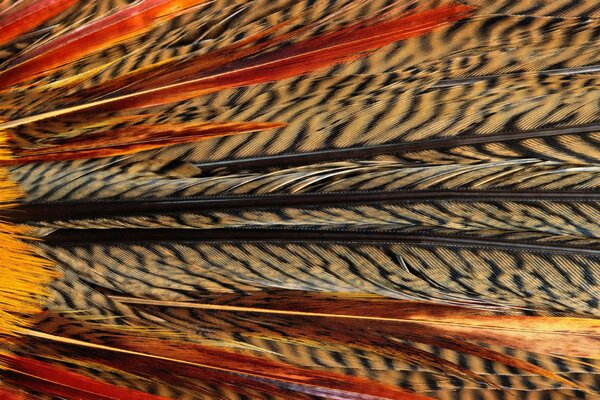 Feathers of an exotic bird on a working background