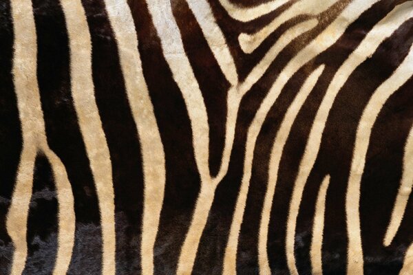 Zebra texture in the form of a background
