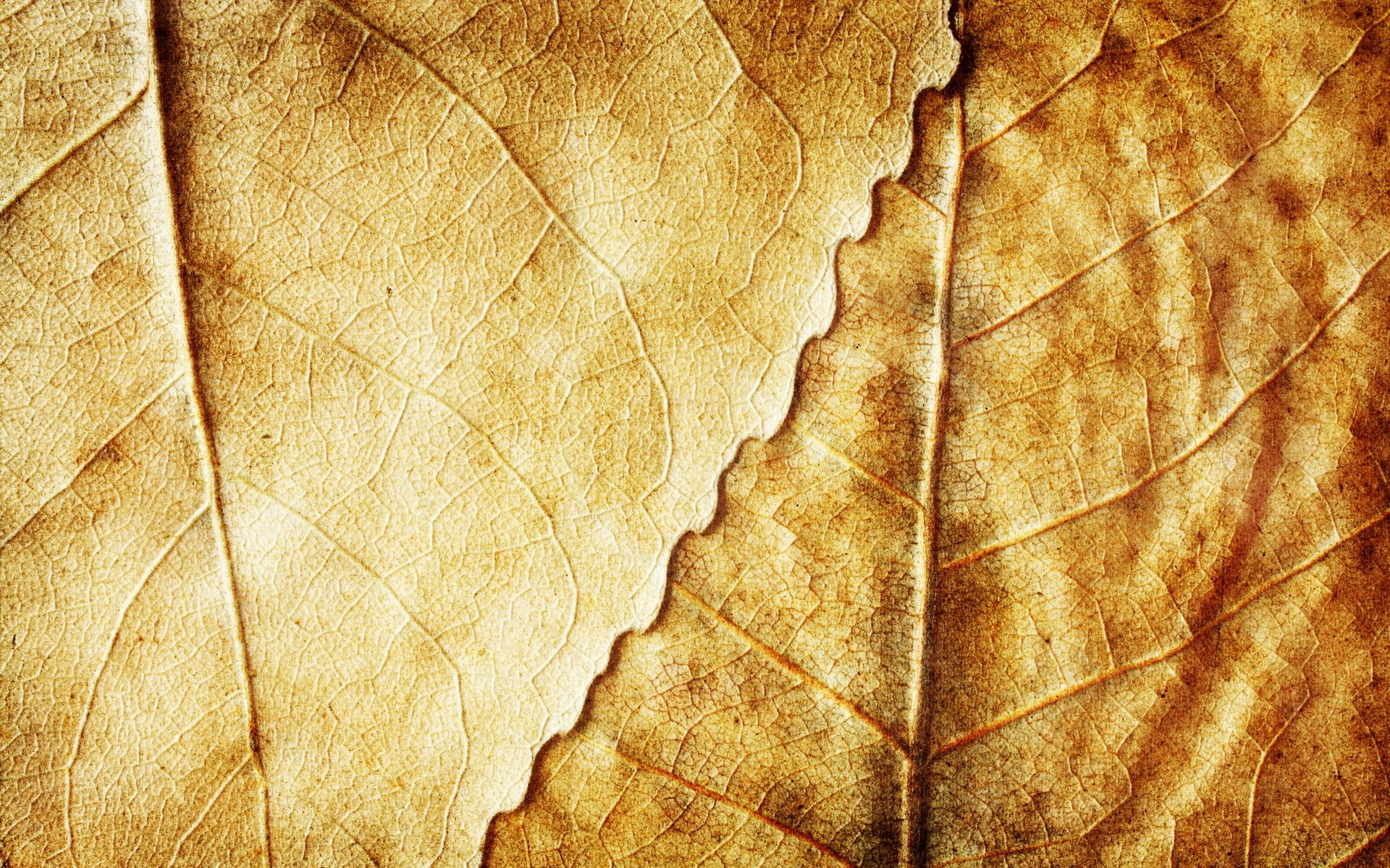 dry yellow leaves autumn background