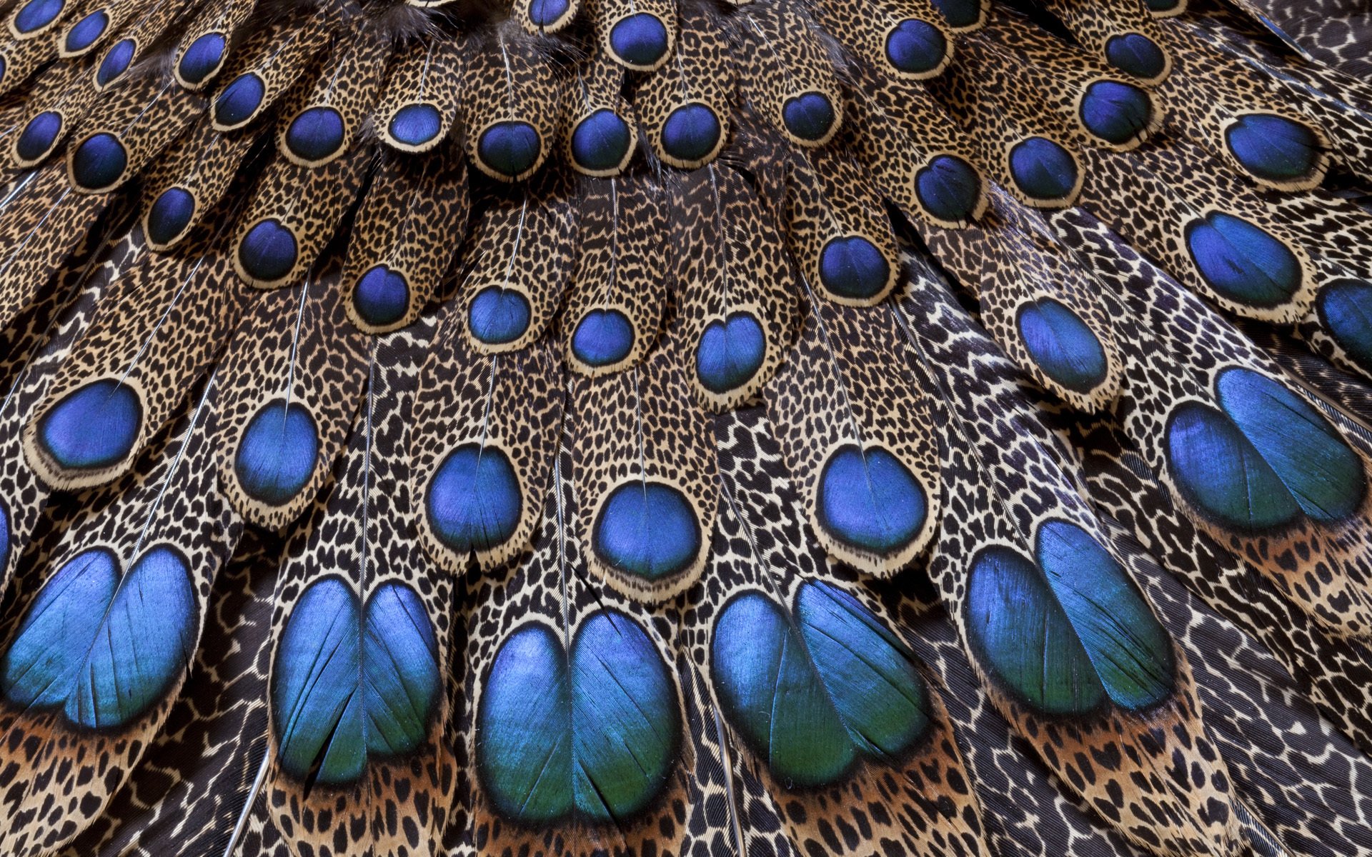 tail peacock pattern