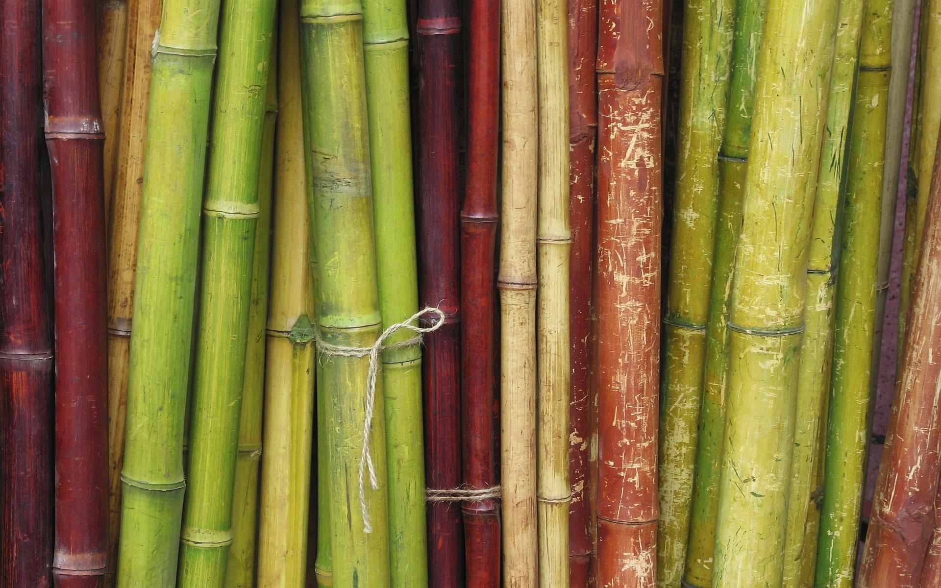 bambù legno diverso corda