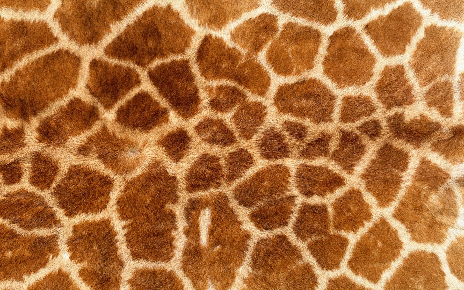 textures hide fur giraffe background wallpaper