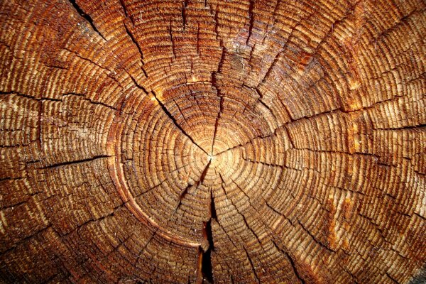 Tronco de árbol con corte en el centro