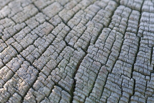 Immagine della trama dell albero Macro sullo sfondo