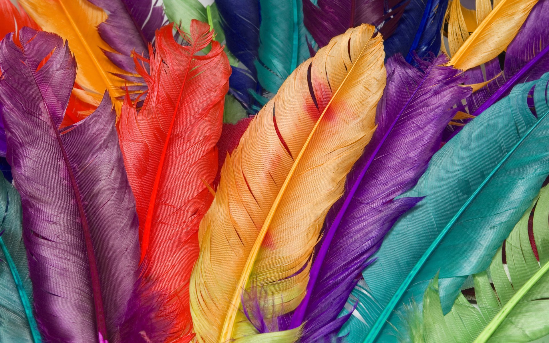 plumes gros plan couleur