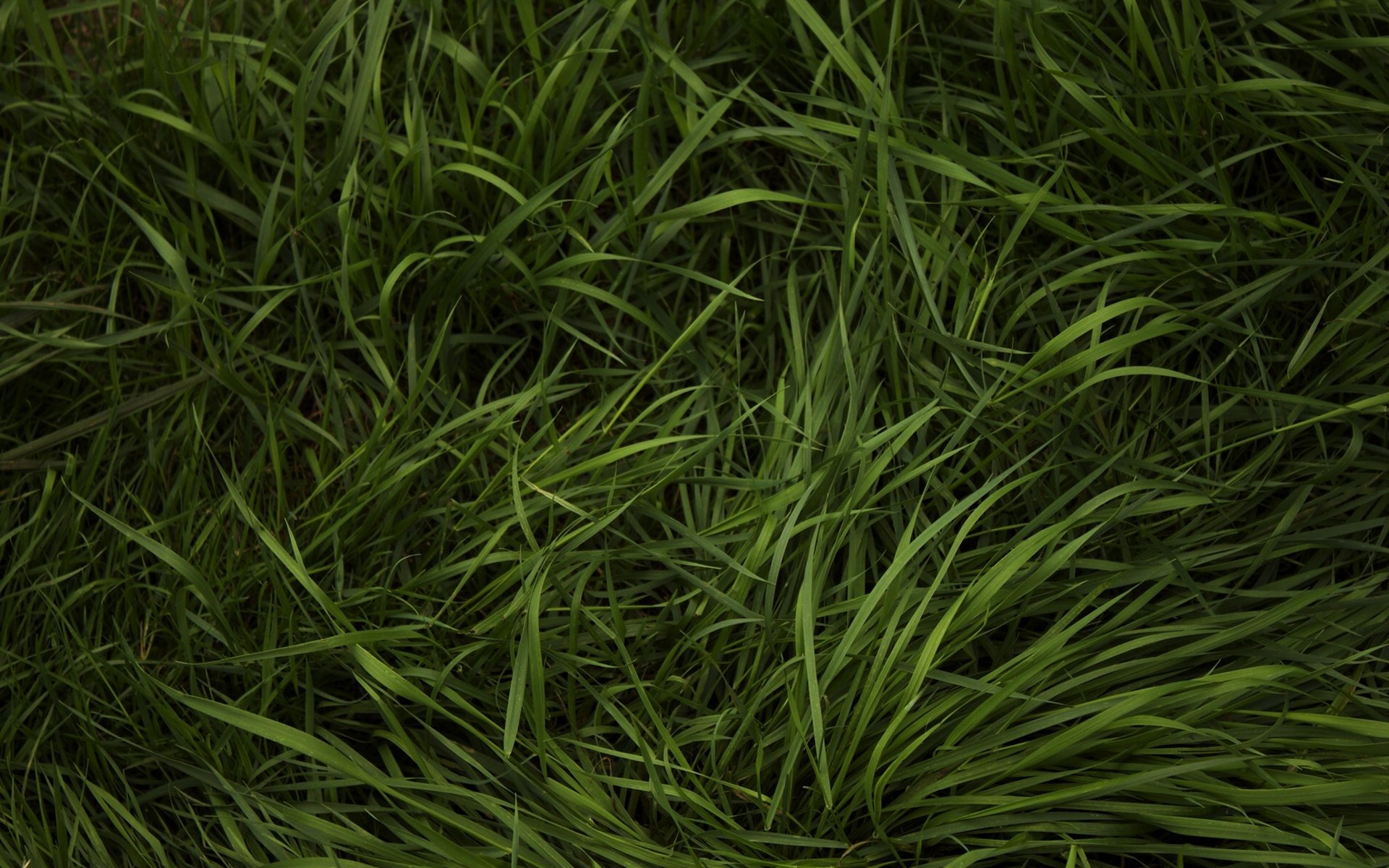 grass greenery gra