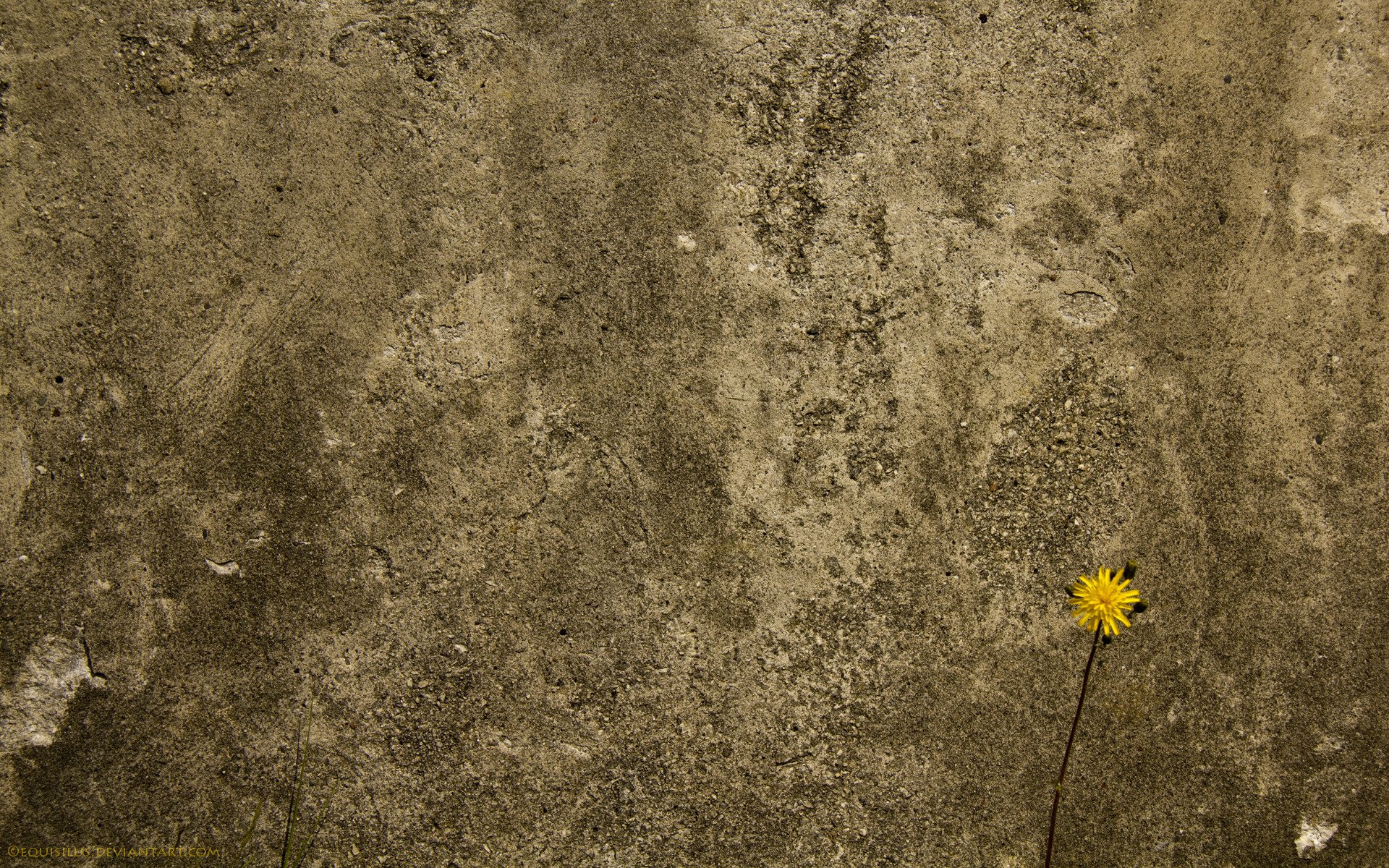 beton wand blume