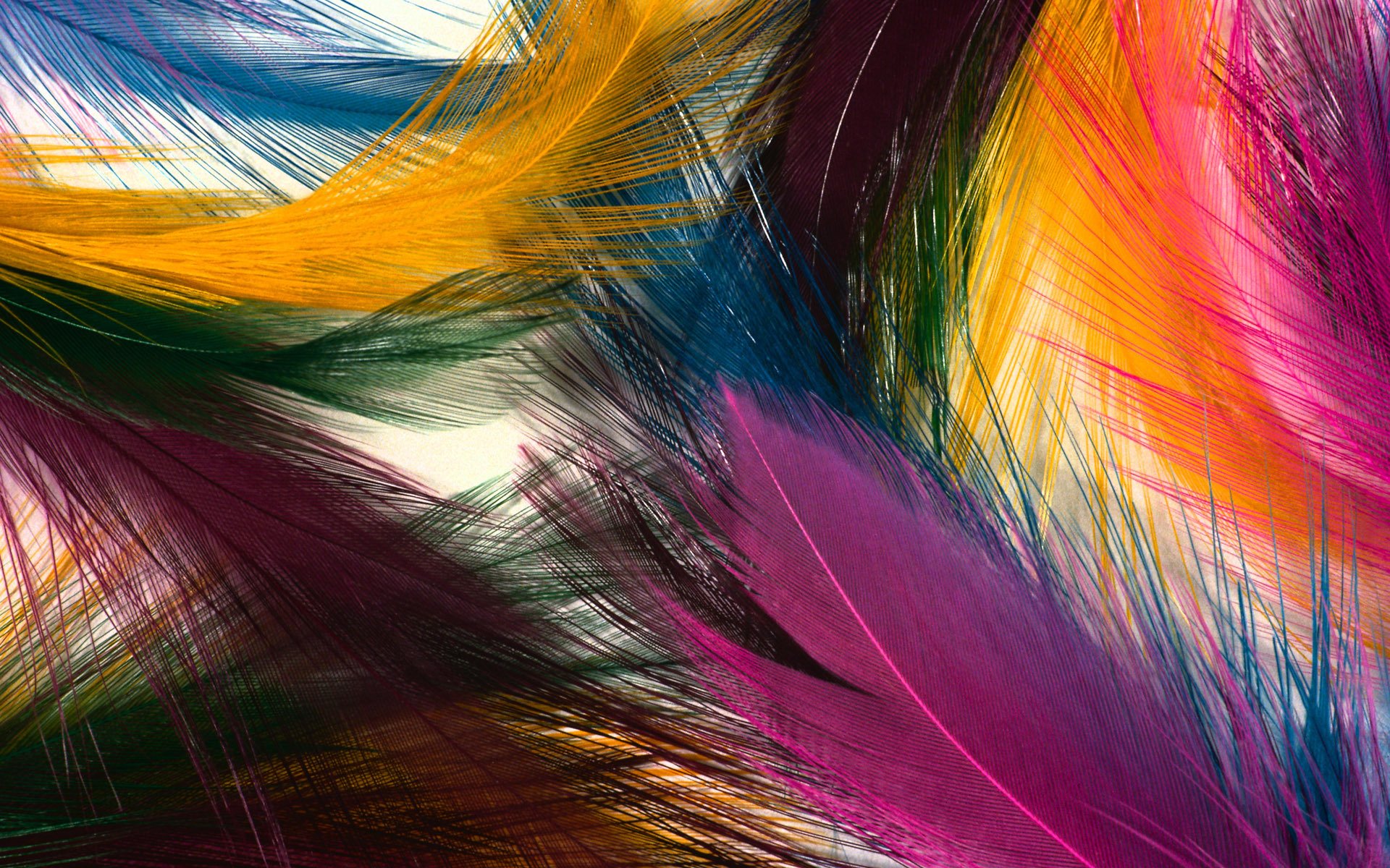 textura plumas brillante colores