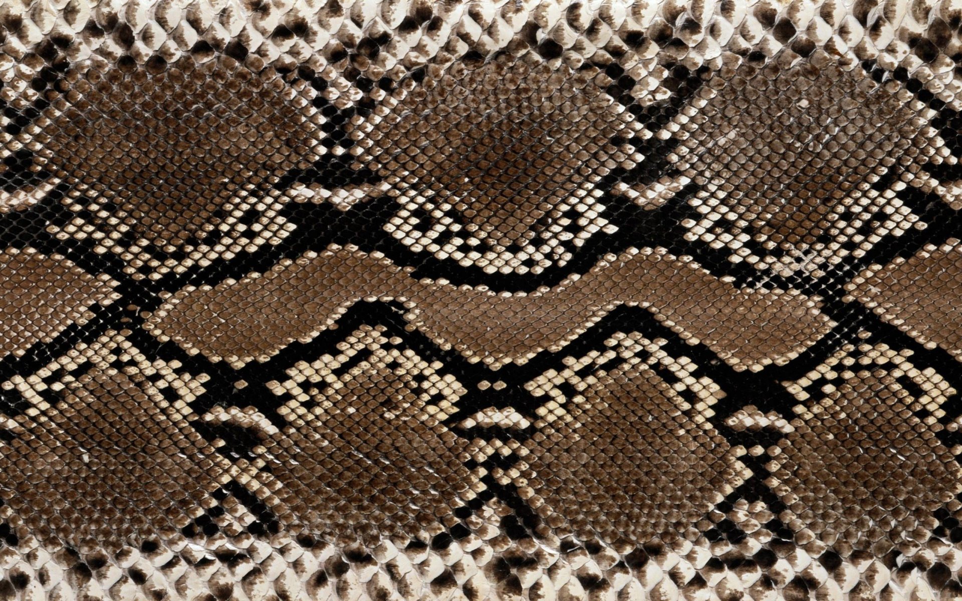 etexture cuir serpents coloration